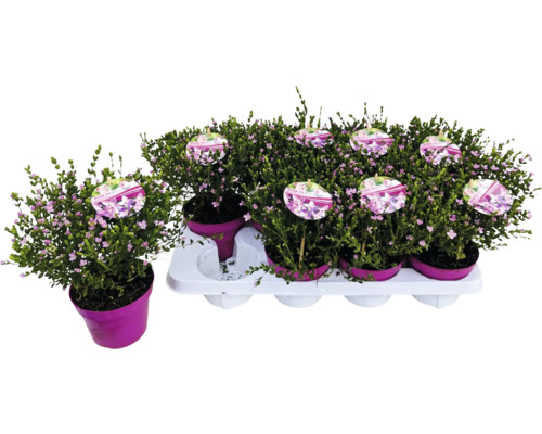 Heidekraut-Set mit kleinen rosa Blüten in Töpfen auf einer Palette