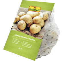 Pflanzkartoffel FloraSelf 'Karlena' 10 Stk.