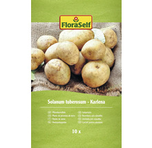 Pflanzkartoffel FloraSelf 'Karlena' 10 Stk.