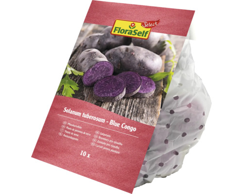 Pflanzkartoffel FloraSelf Select 'Blue Congo' 10 Stk. FloraSelf Pflanzkartoffeln Blue Congo, 10 Stück