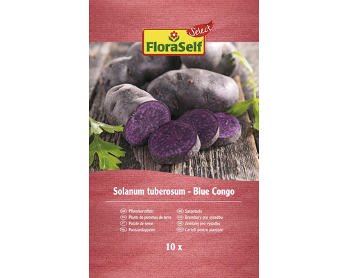 FloraSelf Blue Congo Pflanzkartoffeln, 10 Stück