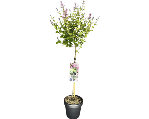 Zwerg-Flieder Stamm FloraSelf Syringa meyeri Bloomerang ® 'Pink Perfume' Stammhöhe 50 cm Co 3 L Zierflieder auf Stamm im Topf