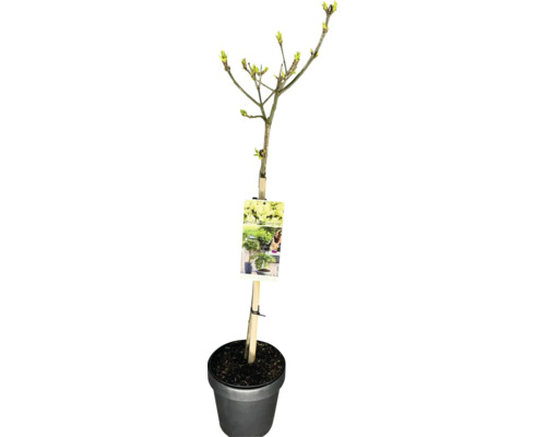 Flieder Stamm FloraSelf Syringa x josiflexa 'Agnes Smith' Stammhöhe 50 cm Co 3 L Formschnittgehölz im Topf