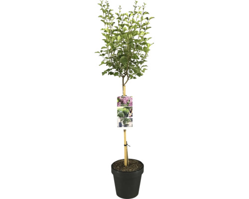 Zwerg-Flieder Flowerfesta 'Pink' Stamm FloraSelf Syringa meyeri Flowerfesta 'Pink' Stammhöhe 50 cm Co 3 L