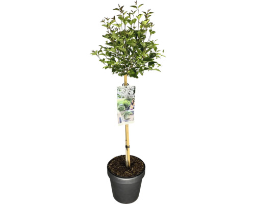 Zwerg-Flieder Stamm FloraSelf Syringa meyeri Flowerfesta 'White' Stammhöhe 50 cm Co 3 L Zierbaum im Topf mit Stützpfahl und Pflanzenetikett