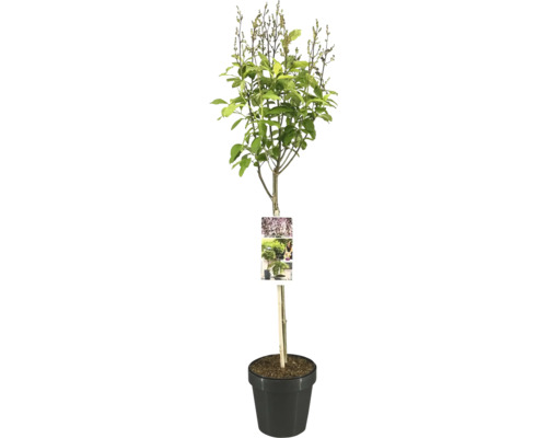 Flieder Stamm FloraSelf Syringa prestonie 'Minuet' Stammhöhe 50 cm Co 3 L