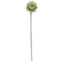 Sonnenblume mit langem Stiel