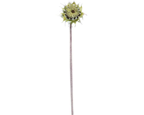 Sonnenblume mit langem Stiel