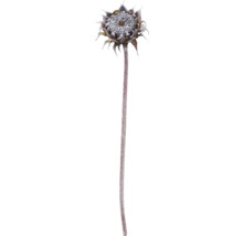 Sonnenblume auf Stiel