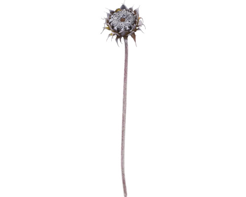 Sonnenblume auf Stiel