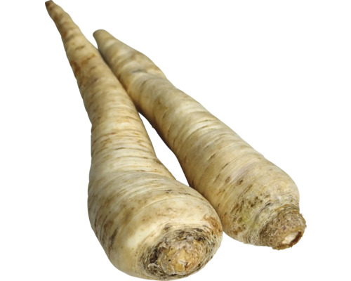 Zwei Pastinaken