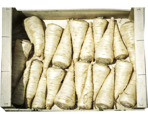 Kiste mit frischen Pastinaken
