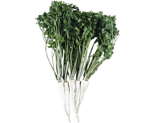 Bund Petersilienwurzeln