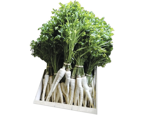 Bund Petersilienwurzeln in Holzkiste