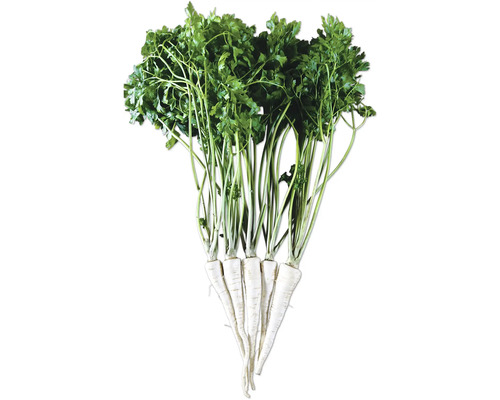 Bund Petersilienwurzel mit grünen Blättern