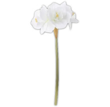 Amaryllis mit weißen Blüten