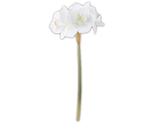 Amaryllis mit weißen Blüten