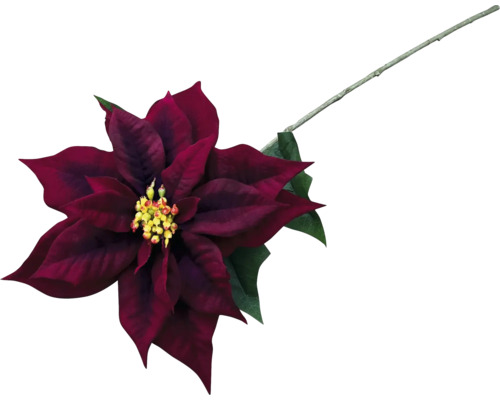 Dekorative rote Weihnachtssternblume mit Stiel und grünen Blättern.