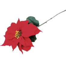 Roter Weihnachtsstern mit Blatt und Stiel