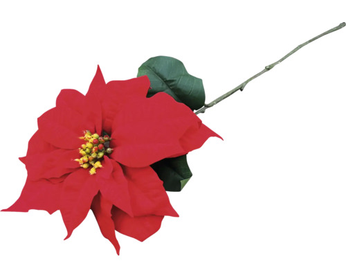 Roter Weihnachtsstern mit Blatt und Stiel