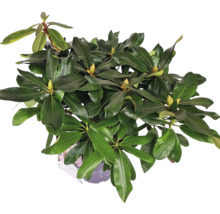 Rhododendron Pflanze im Topf mit grünen Blättern und Blütenknospen