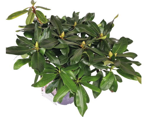 Rhododendron Pflanze im Topf mit grünen Blättern und Blütenknospen