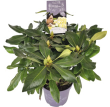 Rhododendron im Topf mit Etikett
