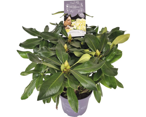 Rhododendron im Topf mit Etikett