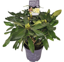 Rhododendron im Topf mit grünen Blättern und Blütenknospen
