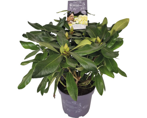 Rhododendron im Topf mit grünen Blättern und Blütenknospen