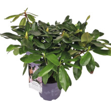 Rhododendron im Topf mit grünen Blättern und Blütenknospen