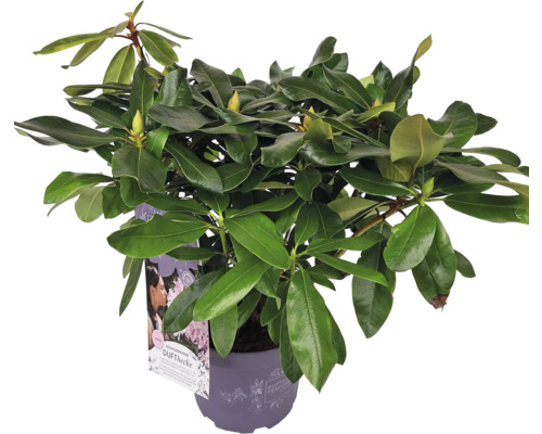 Rhododendron im Topf mit grünen Blättern und Blütenknospen