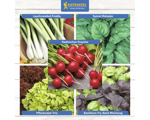 Collage verschiedener Gemüsesorten: Lauchzwiebeln, Spinat, Radieschen, Pflücksalat und Basilikum