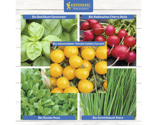 Collage verschiedener Gemüsesorten: Bio-Basilikum Genoveser, Bio-Radieschen Cherry Belle, Bio-Johannisbeer-Tomate Golden Currant, Bio-Rucola Ruca und Bio-Schnittlauch Staro.
