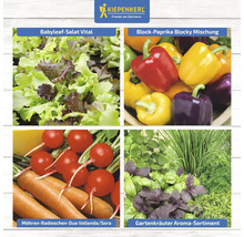 Collage mit Babyblatt-Salat, Blockpaprika, Karotten-Radieschen und Gartenkräutern