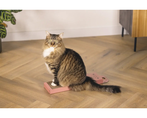 Eine getigerte Katze sitzt auf einem Kratzbrett.