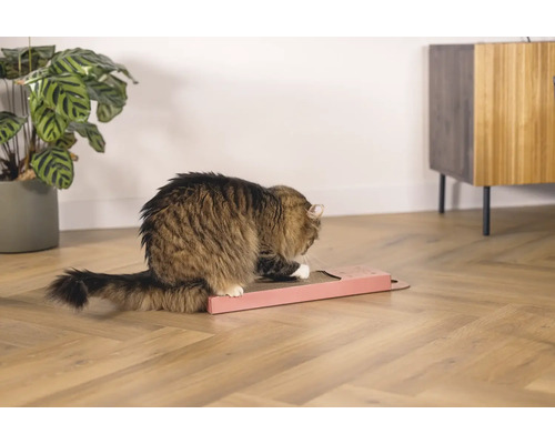 Katze kratzt an einem Kratzbrett auf einem Holzboden