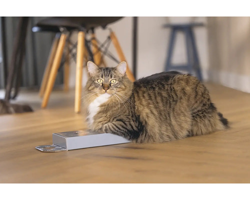 Langhaarige Kat liegt auf einer Schachtel auf Holzboden