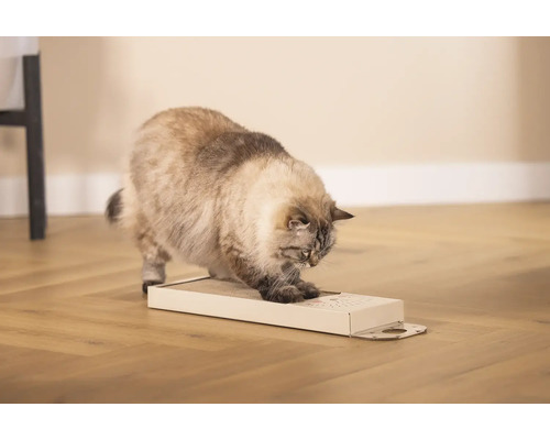 Katze kratzt an einem Kratzbrett auf dem Boden.