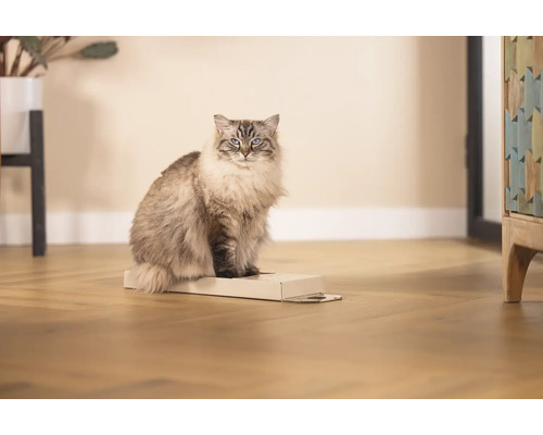 Katze sitzt auf Pappkarton
