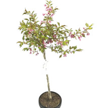 Zierkirsche im Topf mit rosa Blüten und grünen Blättern