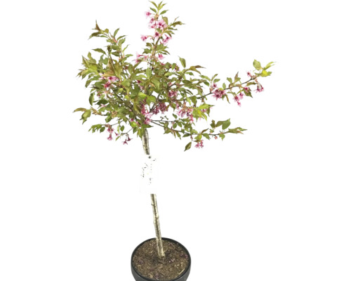Zierkirsche im Topf mit rosa Blüten und grünen Blättern