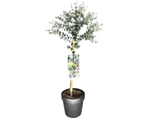 Mostgummi-Eukalyptus Stamm FloraSelf Eucalyptus gunnii 'Azura' Stammhöhe 50 cm Co 3 L Mostgummi-Eukalyptus Stamm FloraSelf Eucalyptus gunnii 'Azura' Stammhöhe 50 cm Co 3 L