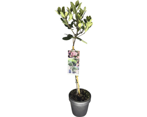 Japanische Weißdolde Stamm FloraSelf Rhaphiolepis indica Stammhöhe 50 cm Co 3 L Japanische Azalee im Topf mit Pflanzenetikett