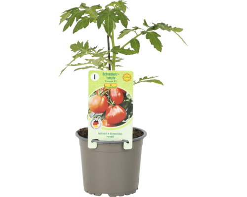 Ochsenherz Tomatenpflanze im Topf