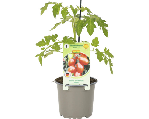 Pflaumentomate ''Dasher F1'' Jungpflanze im Topf