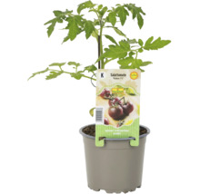 Salattomate Kakao F1 im Topf