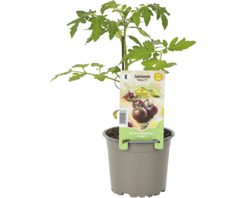 Salattomate Kakao F1 im Topf