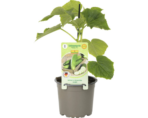 Schlangengurke ''Fitness F1'' im Topf
