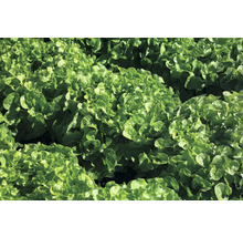 Nahaufnahme von Pflücksalat im Garten.